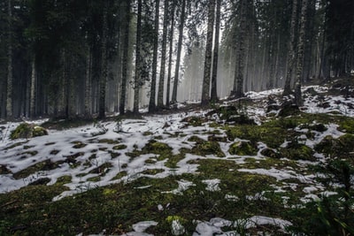 雪覆盖森林领域
